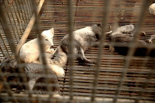 南充花好動物園盛大開園，科學飼養打造動物樂園