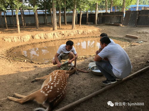 江蘇生態梅花鹿養殖基地 養出富農新希望，探索特色動物飼養新路徑