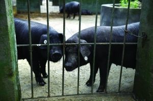 南京探索地震預(yù)警新路徑 動物行為觀測點科學(xué)飼養(yǎng)與監(jiān)測