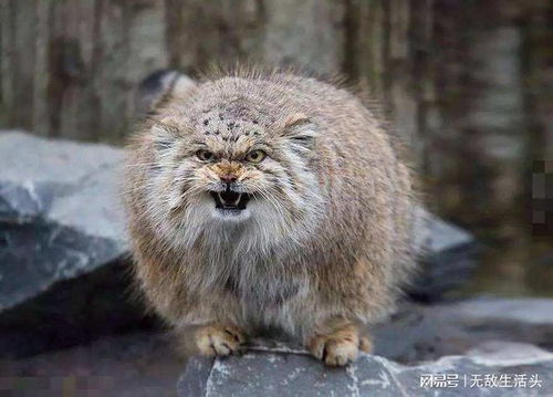 養(yǎng)不起的兔猻與養(yǎng)得起的大熊貓 動物園動物飼養(yǎng)背后的成本與生態(tài)考量