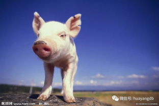 什么是健康養殖 動物飼養的現代理念與核心實踐