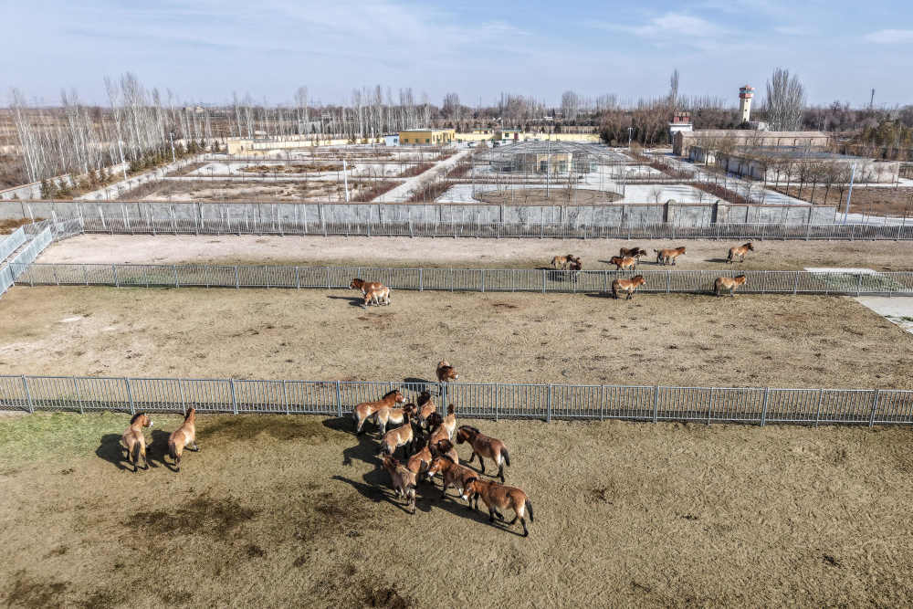 科學保護助力普氏野馬種群穩定繁育