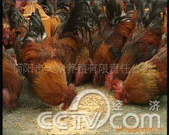 簡陽市大眾養殖有限責任公司 動物種苗產品矩陣與科學飼養體系