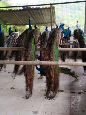 動物園觀賞駱駝苗出租 貴陽動物園展覽駱駝養殖出租價格